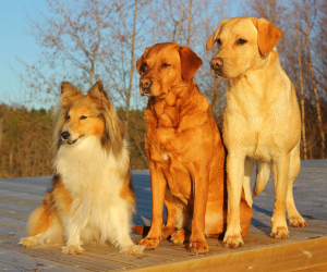 Drie honden zittend op een rij