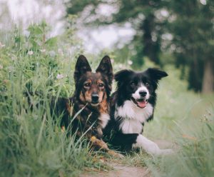 Twee honden samen in gras